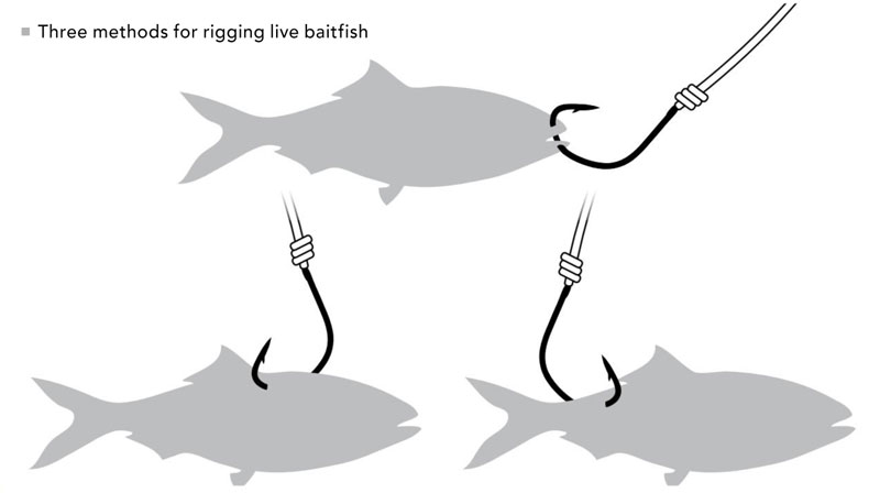 Rigging for Beginners Part III: Rigging Baits