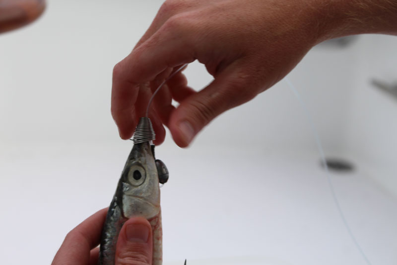 spinning on a ballyhoo spring