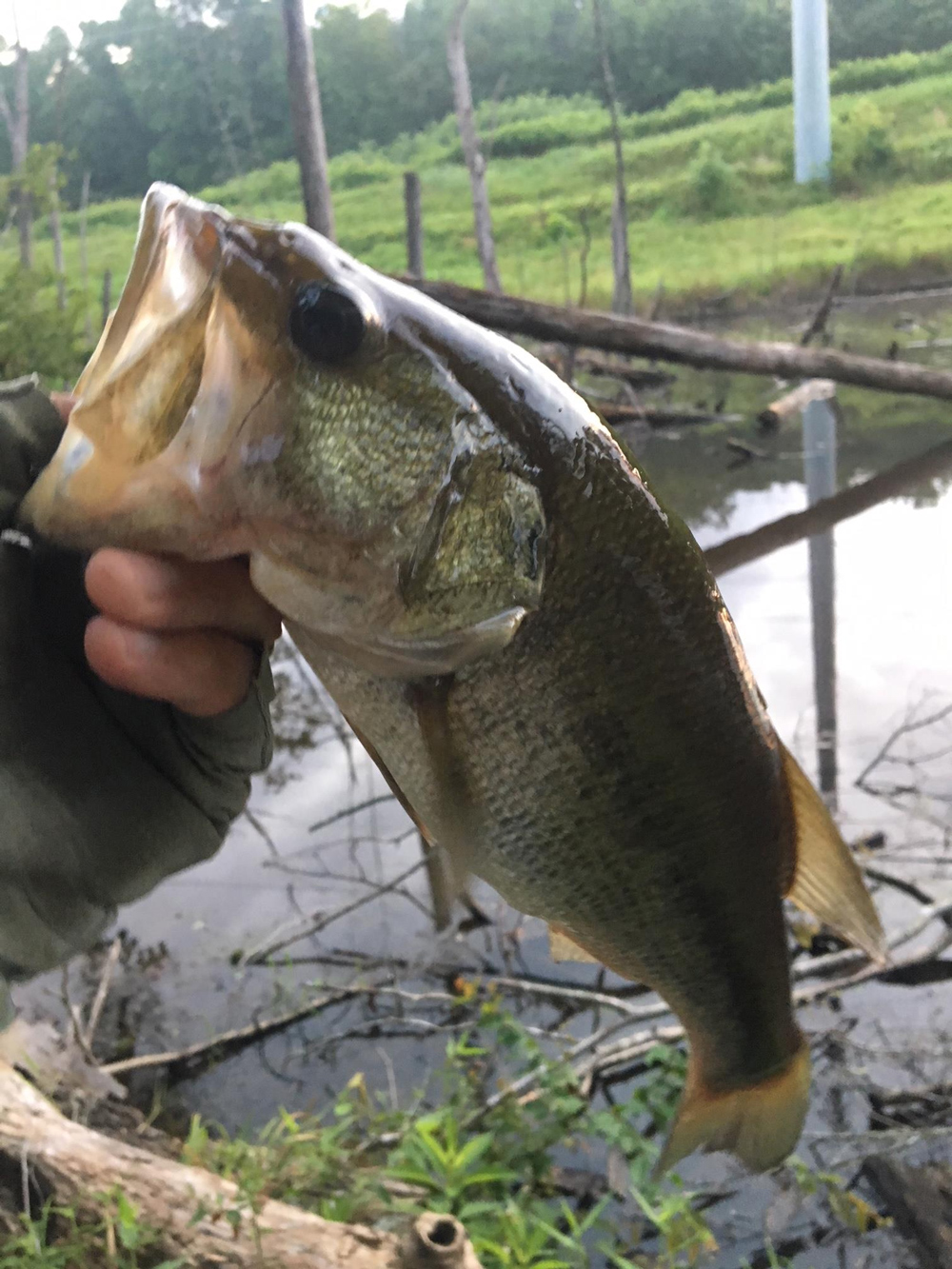 largemouth bass in a pond