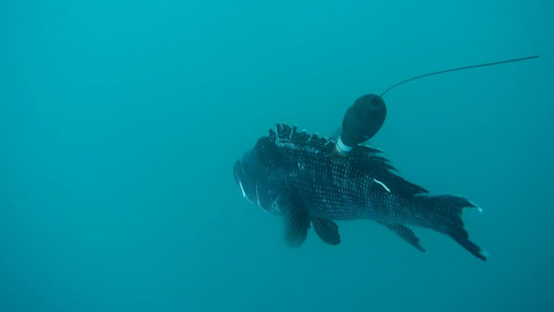 black sea bass with a tag attached