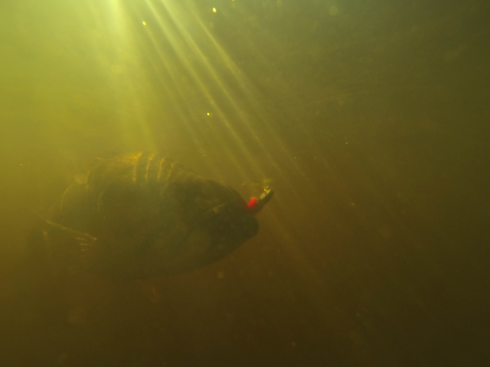 bass underwater