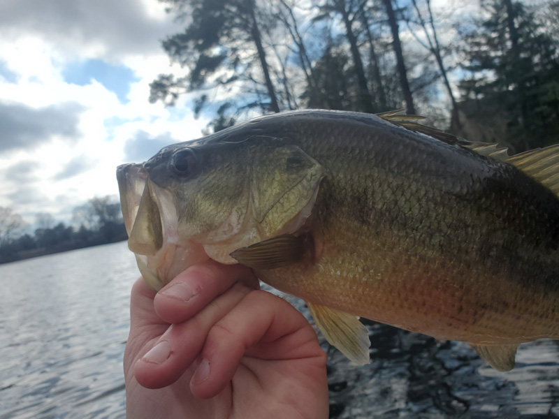 bass caught while fishing