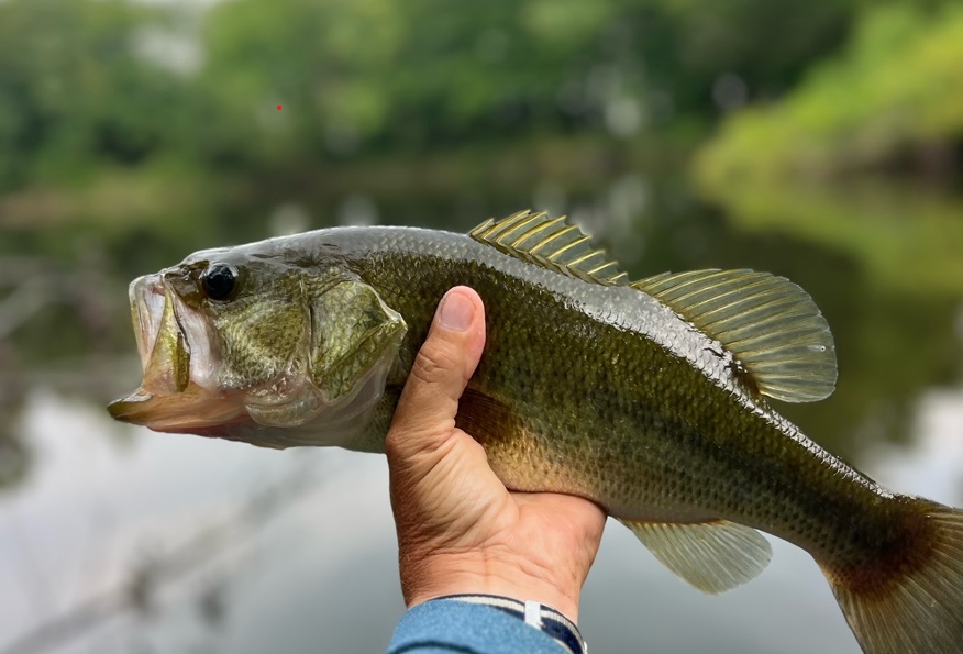 bass from a lake