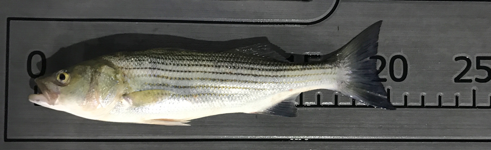 striped bass fishing