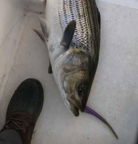 striped bass on bkd lure