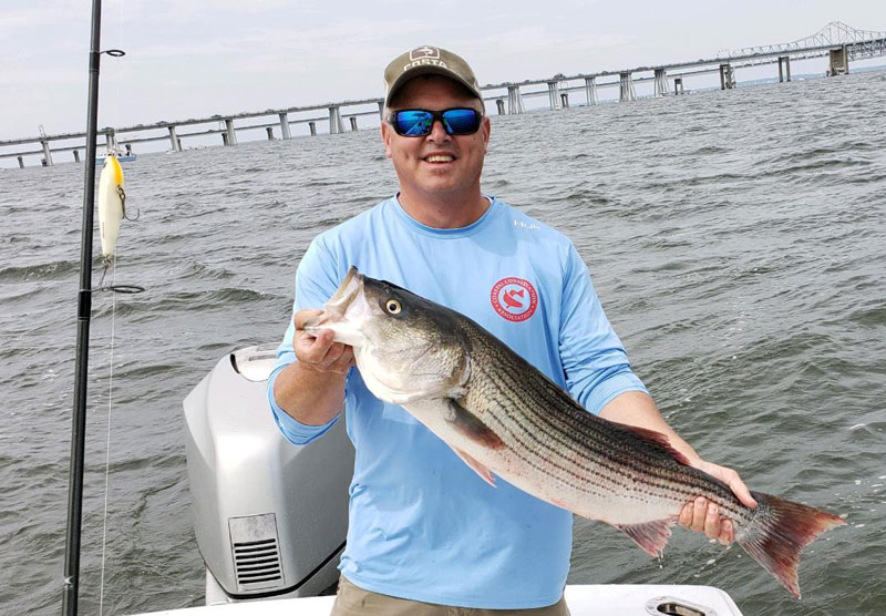 striped bass at bay bridge