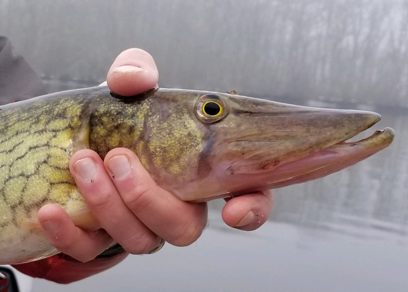 pickerel in the bay