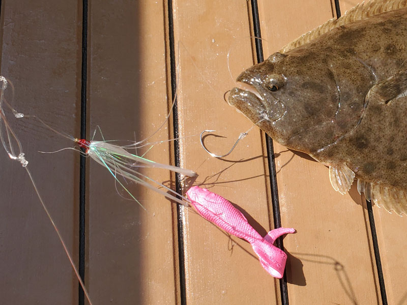 flounder caught on artificial bait