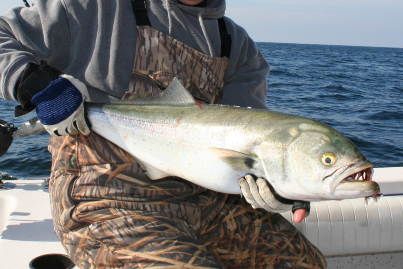 Bluefish Fishing Video  Bluefish Fishing Techniques