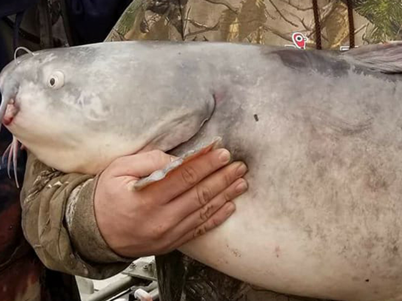 huge blue catfish from potomac river