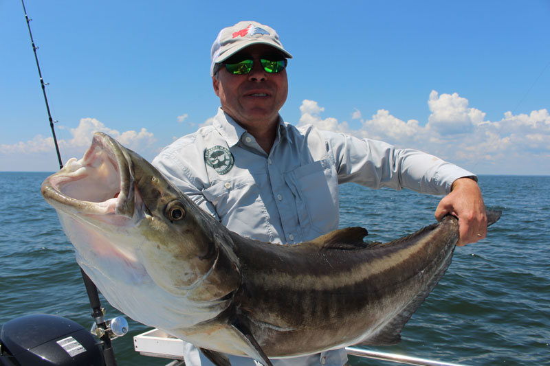 amgler with a nice cobia he caught while fishing on the chesapeake