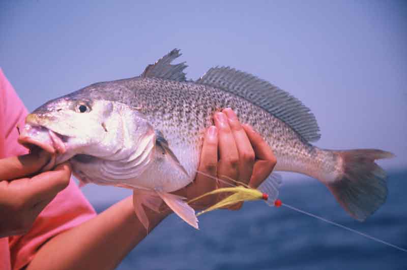 Popular Croaker Bait Thrives at Hatchery