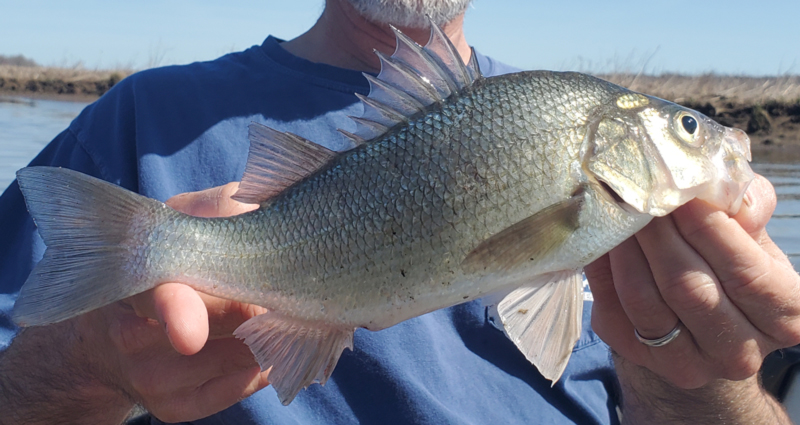 Tidal Pond White Perch