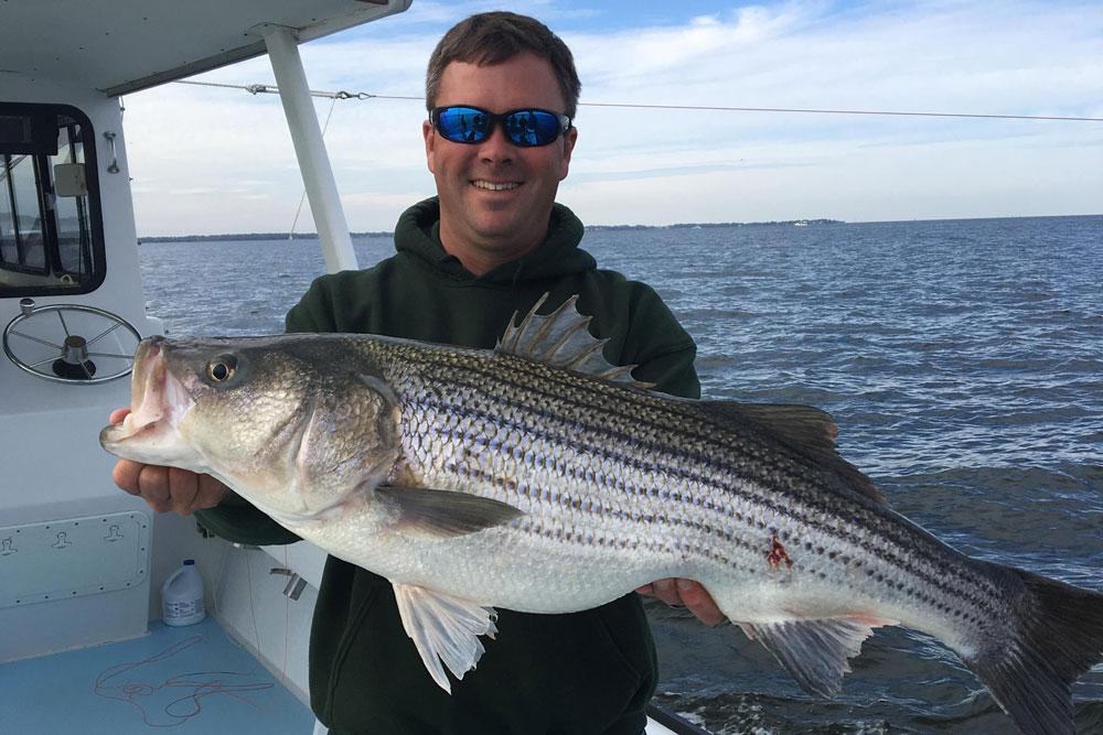 striped bass caught trolling