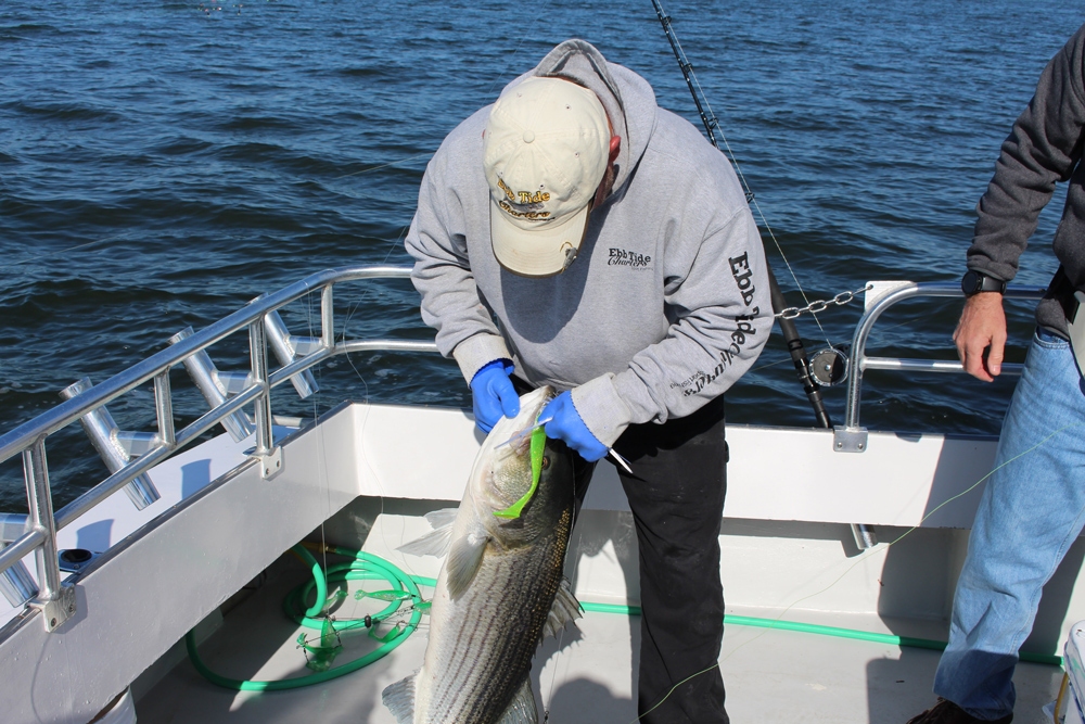 Been seeing a lot of striper posts lately, here's my latest catch. 45  striper caught kayak trolling in the Chesapeake Bay : r/Fishing