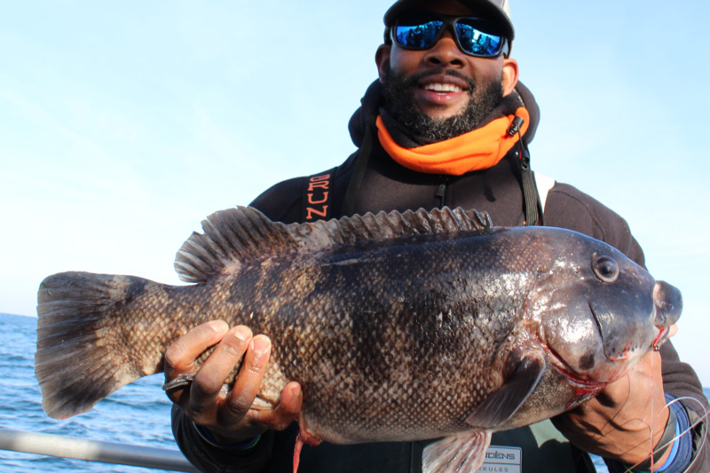 big giant tautog fish