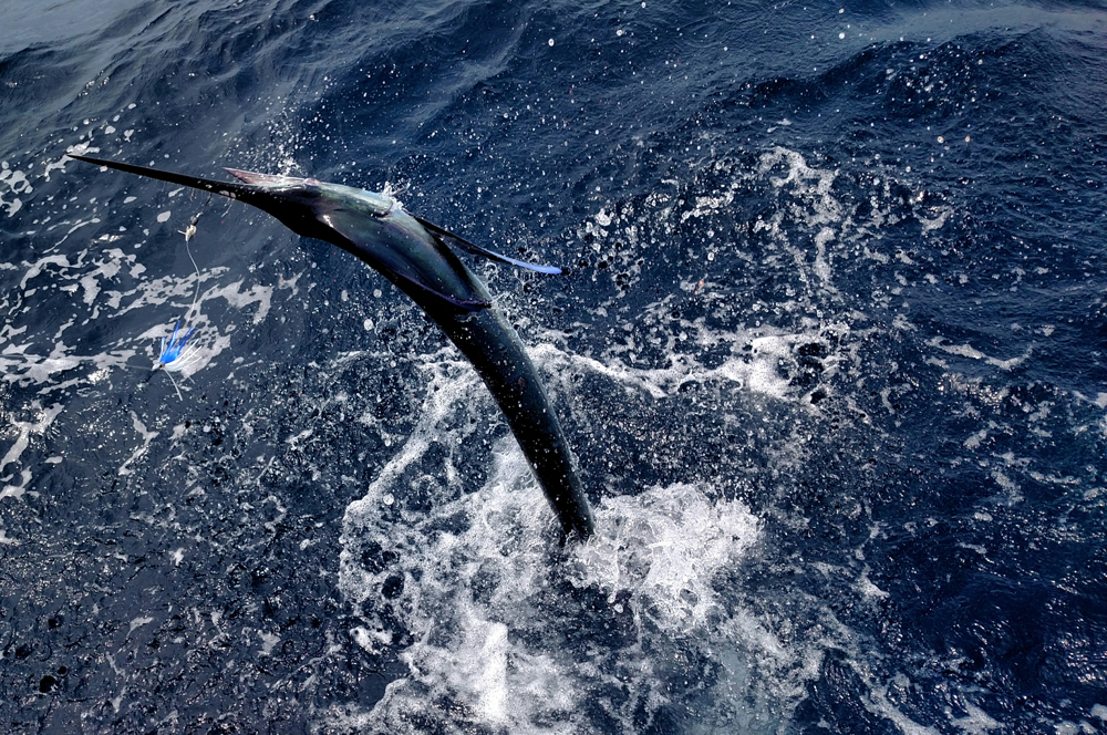 white marlin jumping