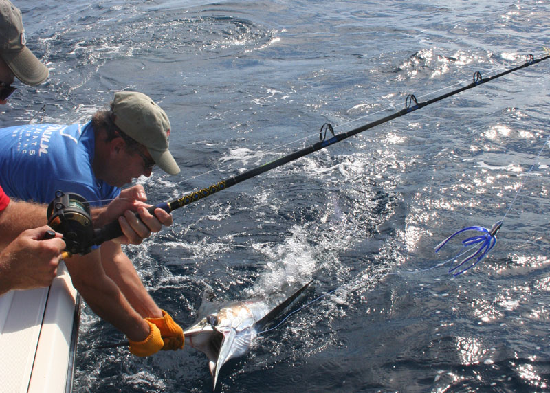 holding a white marlin by the boat