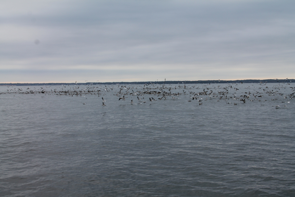 seagulls feeding on fish