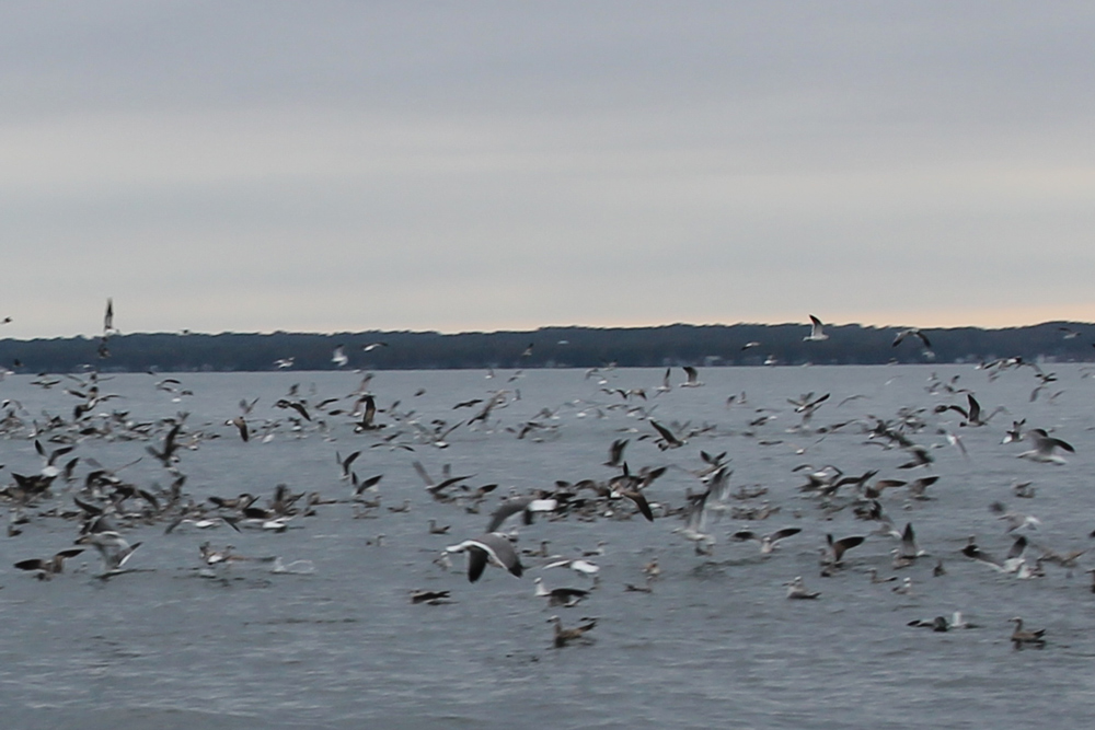 working birds on the chesapeake bay