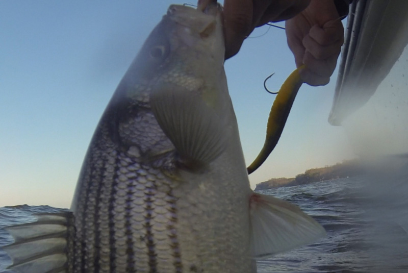 10 Top Lures for Spring Stripers