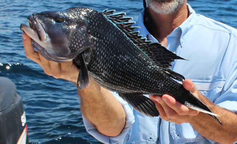 un pescador que sostiene una lubina del mar negro