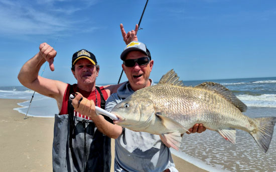 black drum caught in the surf