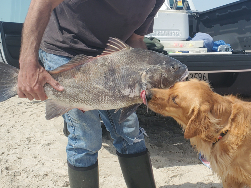 Spring Surf Fishing for Drum