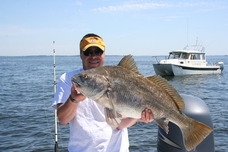 black drum at stone rock