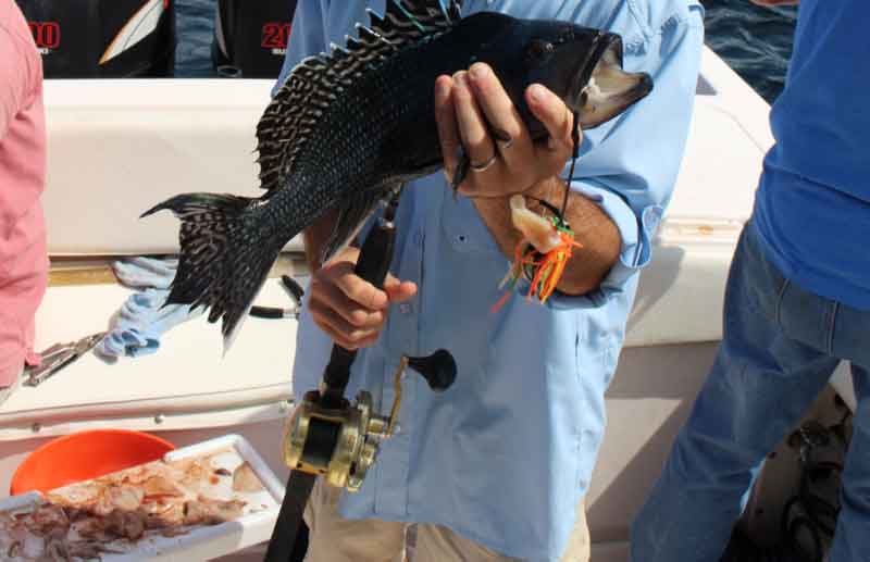 Fishing for Beginners: How to Fish for Black Sea Bass