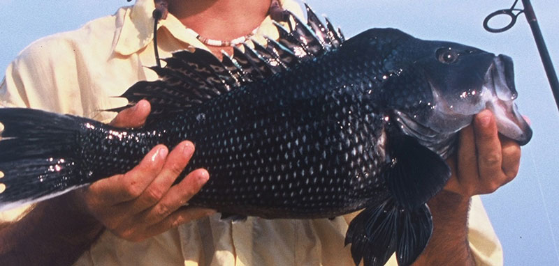 big humpback sea bass