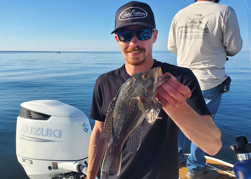 small black sea bass caught fishing