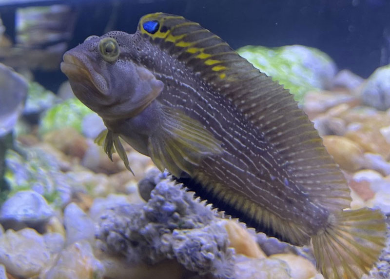 striped blenny