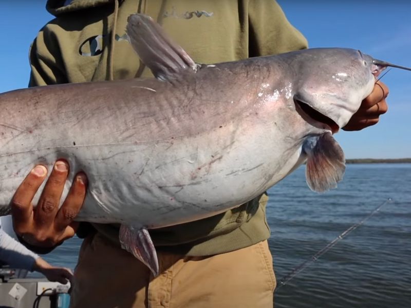 blue catfish chesapeake bay invasive species