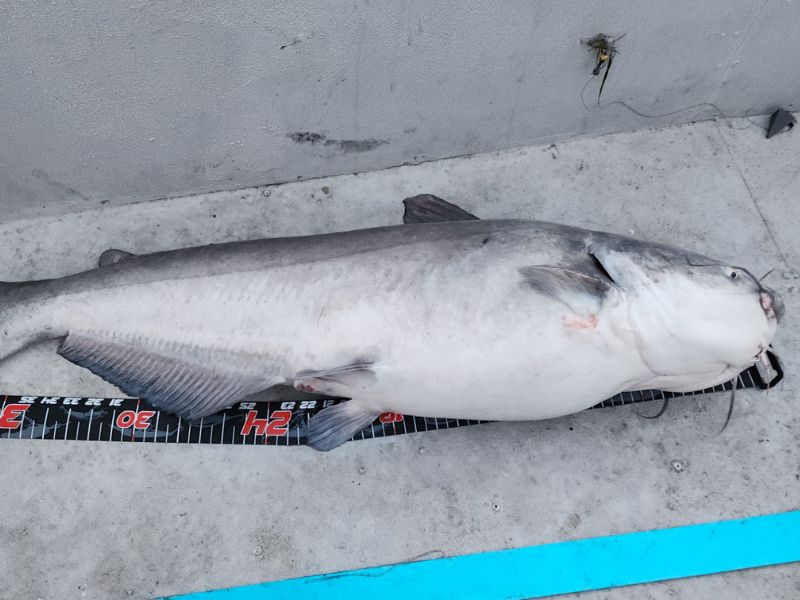 blue catfish chesapeake bay fishing