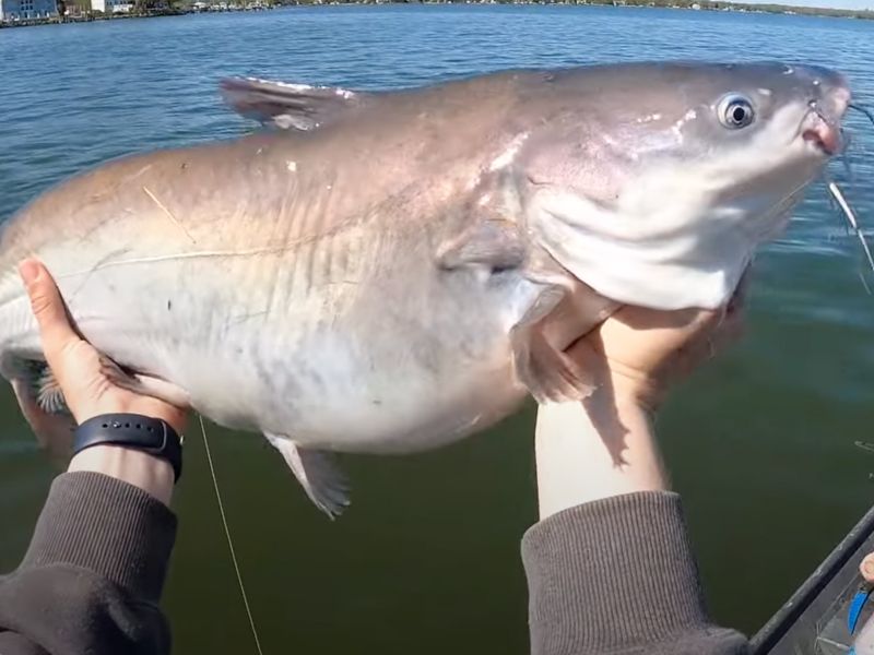 blue catfish chesapeake bay invasive species