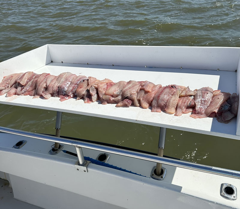 fillets of blue catfish from the potomac river