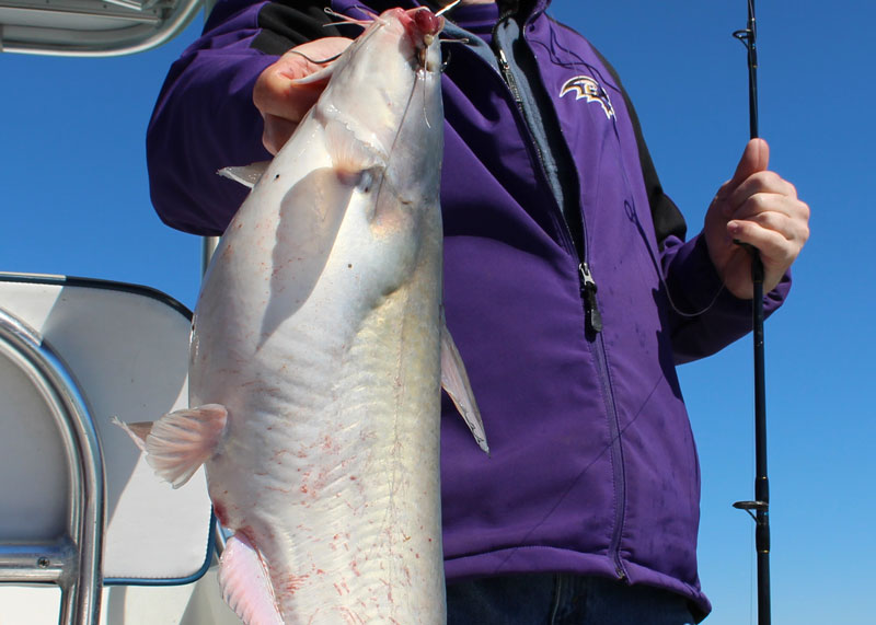 fat blue catfish chesapeake bay