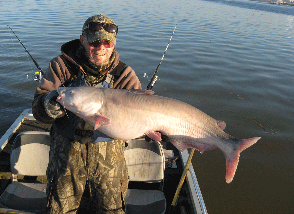 Tidal River Blue Catfish