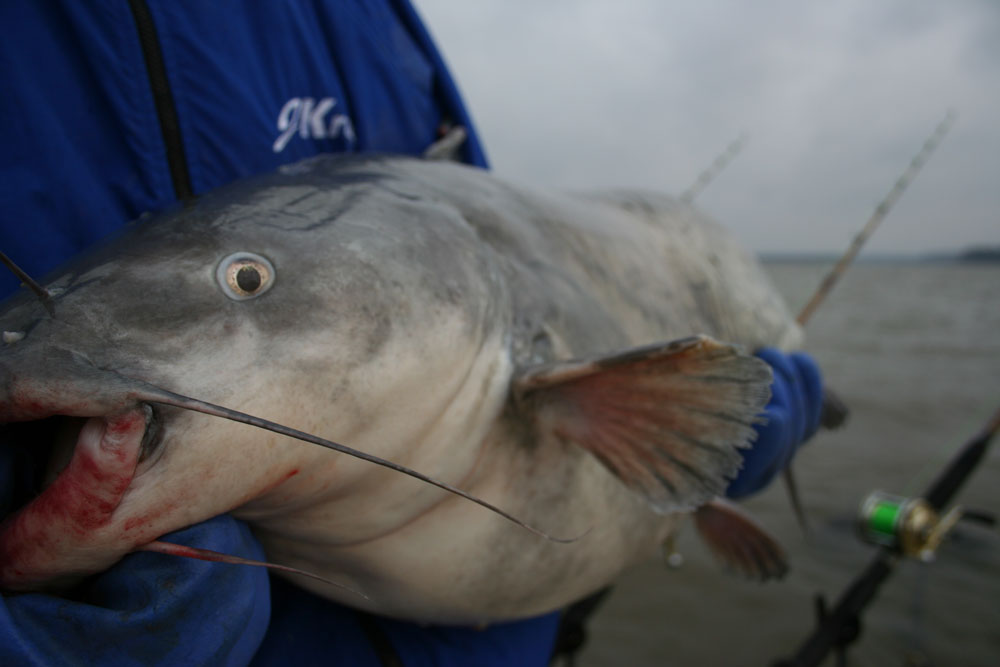 catfish fishing