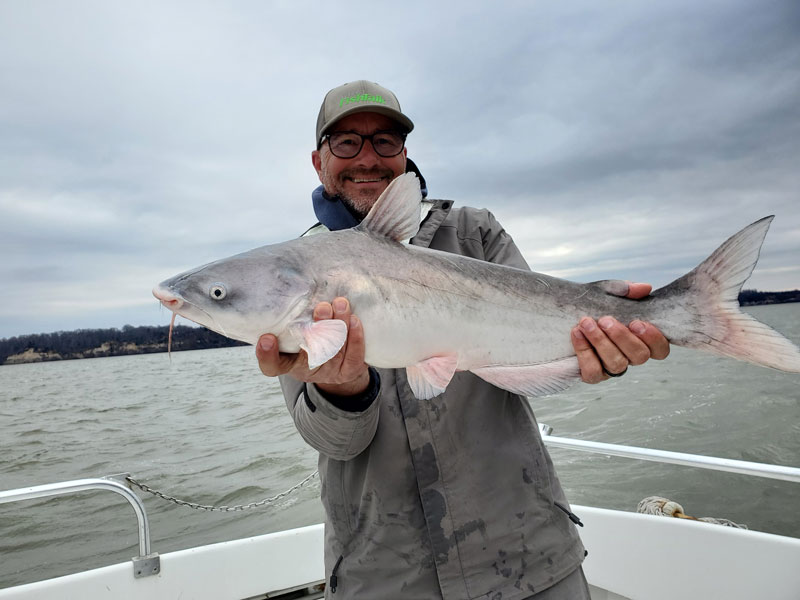 blue catfish from the potomac river