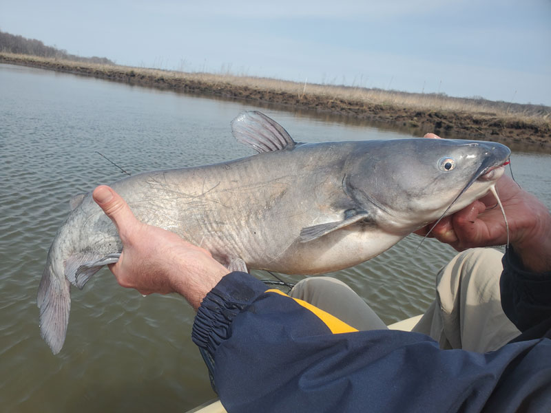 blue catfish caught in the patuxent river