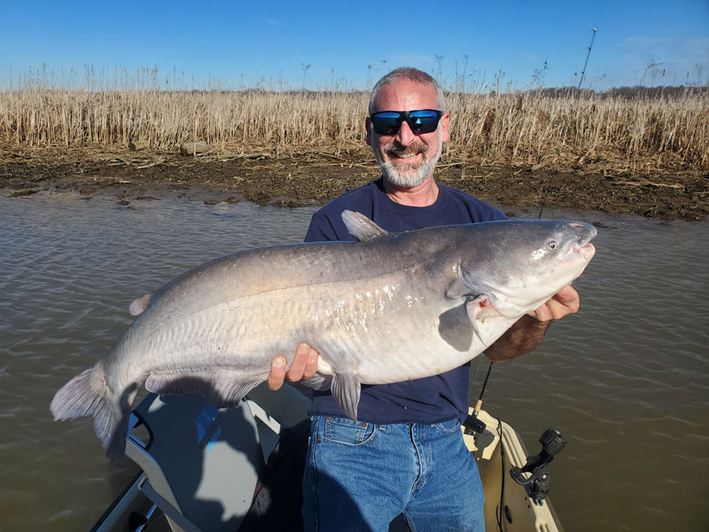 catching blue catfish while perch fishing