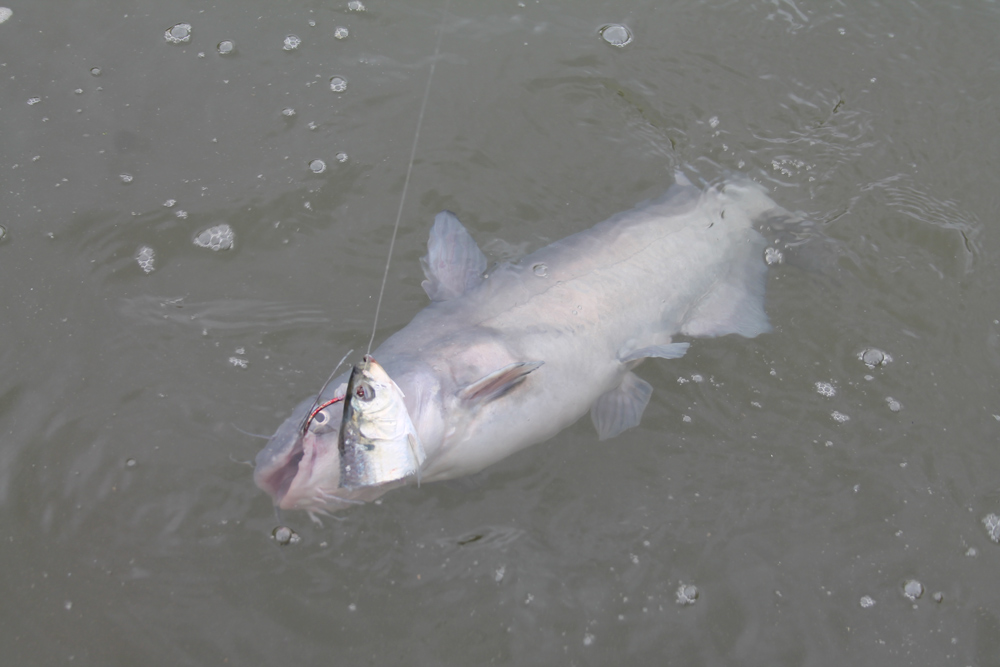 catching a catfish on bait