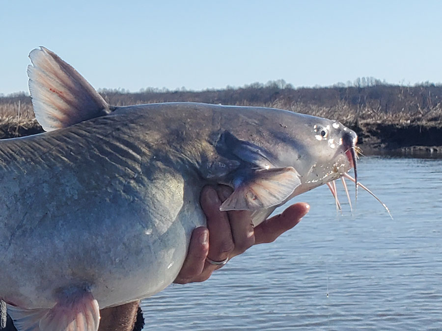 blue catfish in the tributaries