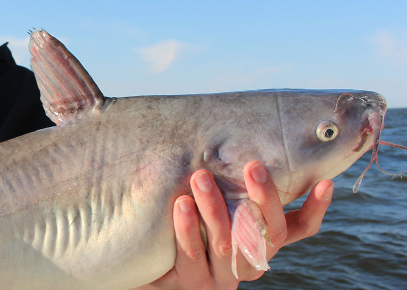 blue catfish fishing