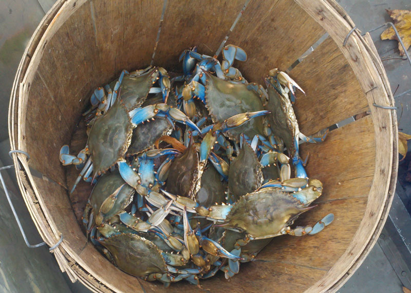 blue crabs in a bushel basket