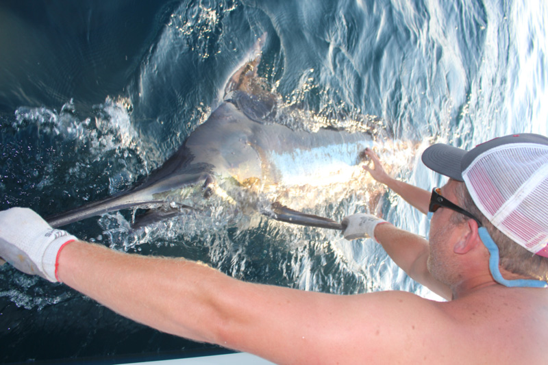 Setting The Small Boat Marlin Trolling Spread