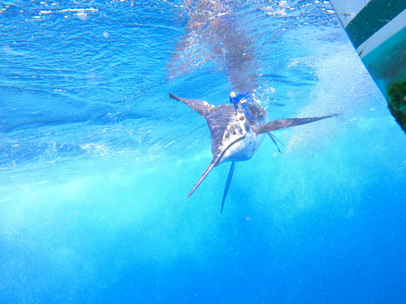 marlin swimming in the ocean