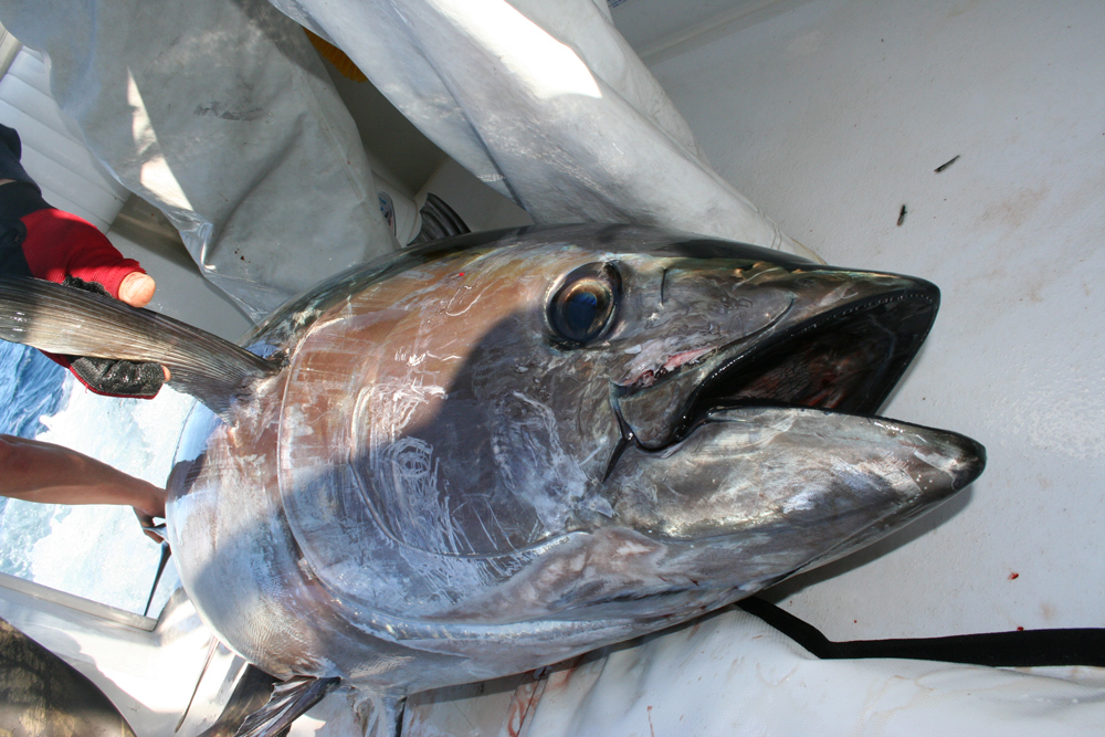 bluefin tuna fishing hatteras